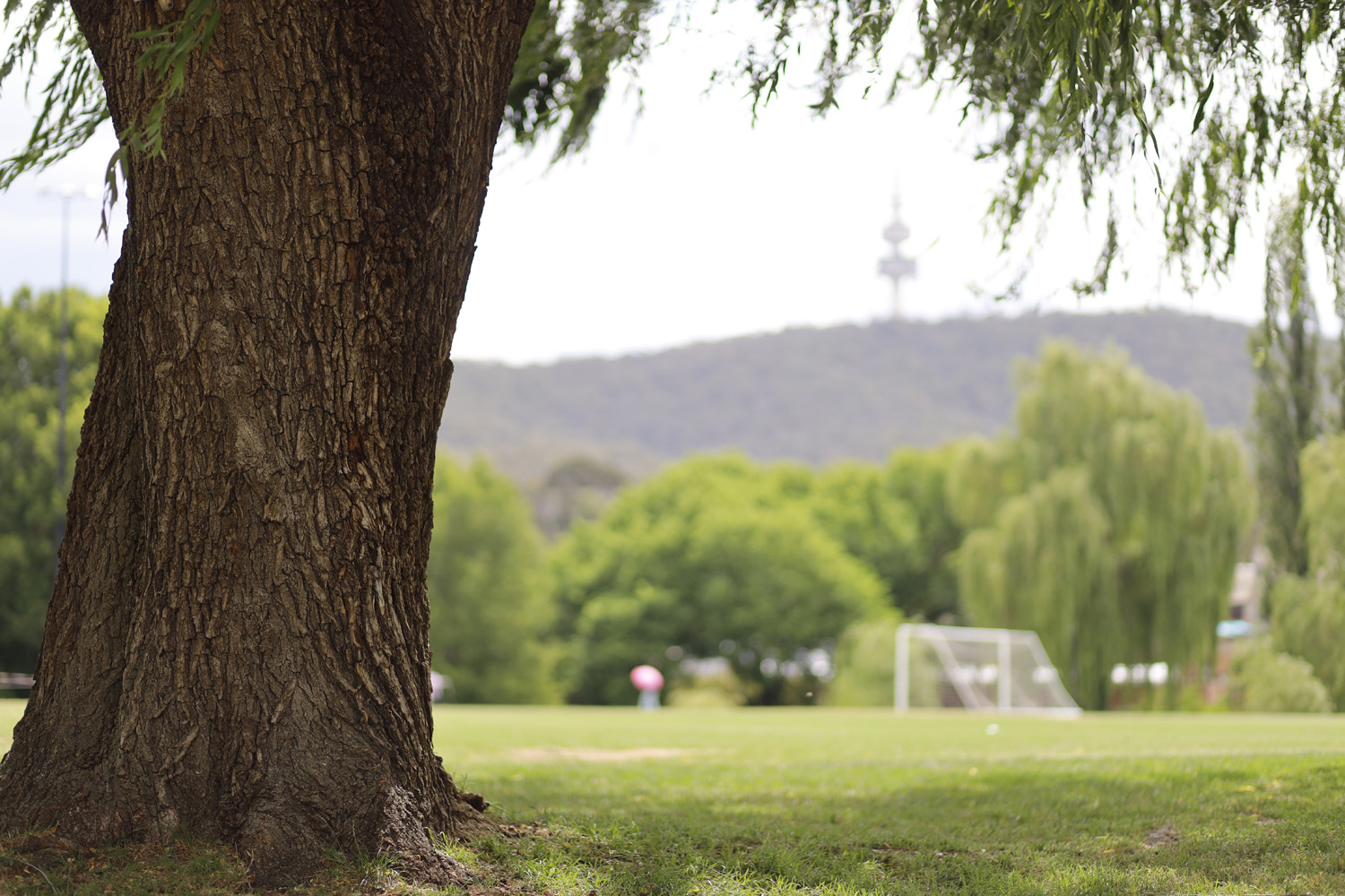 Fellows Oval