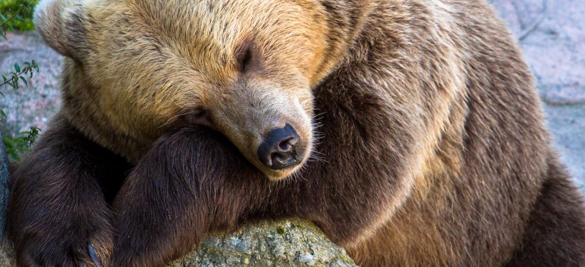 Bear sleeping on a rock