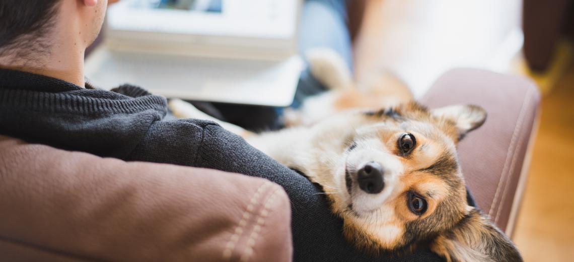 Dog sitting on owners lap