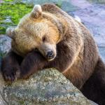 Bear sleeping on a rock